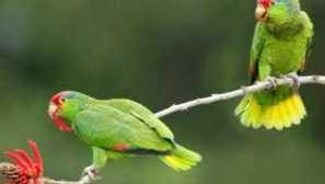 Сè што треба да знаете за amazon parrots